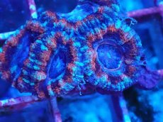 画像2: No.16 カクオオトゲキクメイシ　マルチカラー (2)