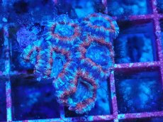 画像1: No.17 カクオオトゲキクメイシ　マルチカラー (1)