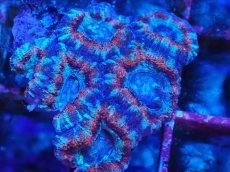 画像2: No.17 カクオオトゲキクメイシ　マルチカラー (2)