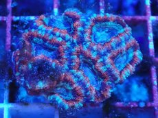 画像1: No.18 カクオオトゲキクメイシ　マルチカラー (1)