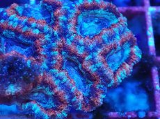 画像2: No.18 カクオオトゲキクメイシ　マルチカラー (2)