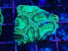 画像1: No.19 カクオオトゲキクメイシ　ツートン (1)