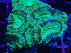 画像2: No.19 カクオオトゲキクメイシ　ツートン (2)