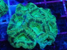 画像1: No.20 カクオオトゲキクメイシ　ツートン (1)