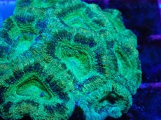 画像2: No.20 カクオオトゲキクメイシ　ツートン (2)