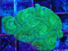 画像1: No.21 カクオオトゲキクメイシ (1)