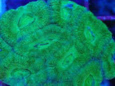 画像2: No.21 カクオオトゲキクメイシ (2)