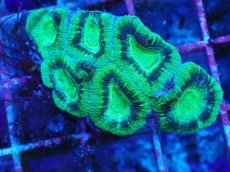 画像1: No.22 カクオオトゲキクメイシ　ツートン (1)