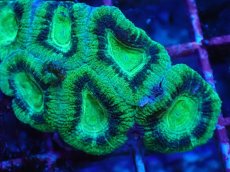 画像2: No.22 カクオオトゲキクメイシ　ツートン (2)