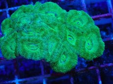 画像1: No.23 カクオオトゲキクメイシ　 (1)