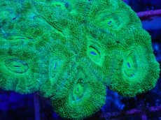 画像2: No.23 カクオオトゲキクメイシ　 (2)