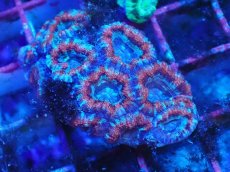 画像1: No.24 カクオオトゲキクメイシ　マルチカラー (1)