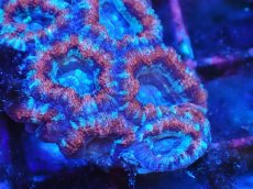 画像2: No.24 カクオオトゲキクメイシ　マルチカラー (2)