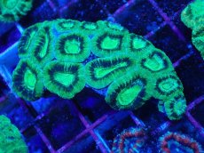 画像1: No.25 カクオオトゲキクメイシ　ツートン (1)