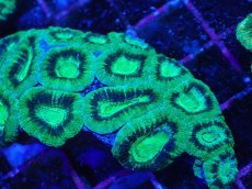 画像2: No.25 カクオオトゲキクメイシ　ツートン (2)