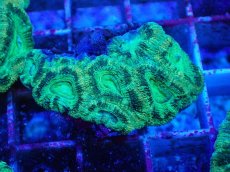 画像1: No.26 カクオオトゲキクメイシ　ツートン　　【珍しい、レアな個体♪】 (1)