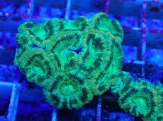 画像1: No.27 カクオオトゲキクメイシ　ツートン　　【珍しい、レアな個体♪】 (1)