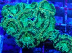 画像2: No.27 カクオオトゲキクメイシ　ツートン　　【珍しい、レアな個体♪】 (2)