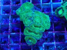 画像1: No.28 カクオオトゲキクメイシ　 (1)