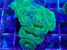 画像2: No.28 カクオオトゲキクメイシ　 (2)