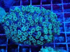 画像1: No.1 ハナガササンゴ　グリーン (1)