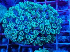 画像2: No.1 ハナガササンゴ　グリーン (2)