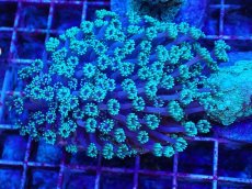 画像1: No.2 ハナガササンゴ　グリーン (1)