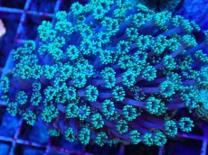 画像2: No.2 ハナガササンゴ　グリーン (2)