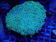 画像1: No.3 ハナガササンゴ　グリーン (1)