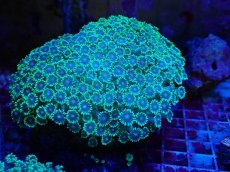 画像2: No.3 ハナガササンゴ　グリーン (2)