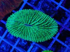 画像1: No.1 クサビライシsp　グリーン (1)