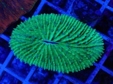 画像2: No.1 クサビライシsp　グリーン (2)