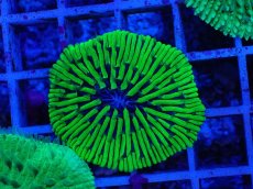 画像1: No.2 クサビライシsp　グリーン (1)