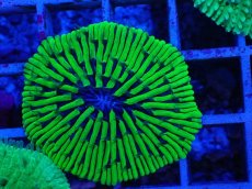 画像2: No.2 クサビライシsp　グリーン (2)