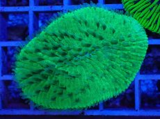 画像1: No.3 クサビライシsp　グリーン (1)