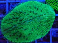 画像2: No.3 クサビライシsp　グリーン (2)