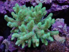 画像1: No.1　沖縄産　ナグラカタトサカ　グリーン　　【人気No.1】 (1)