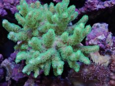 画像2: No.1　沖縄産　ナグラカタトサカ　グリーン　　【人気No.1】 (2)