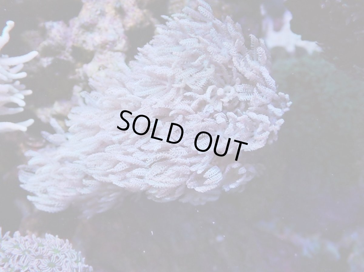 画像1: No.1　沖縄産　ウミアザミsp　　【人気No.1】 (1)