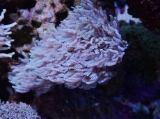 画像1: No.1　沖縄産　ウミアザミsp　　【人気No.1】 (1)