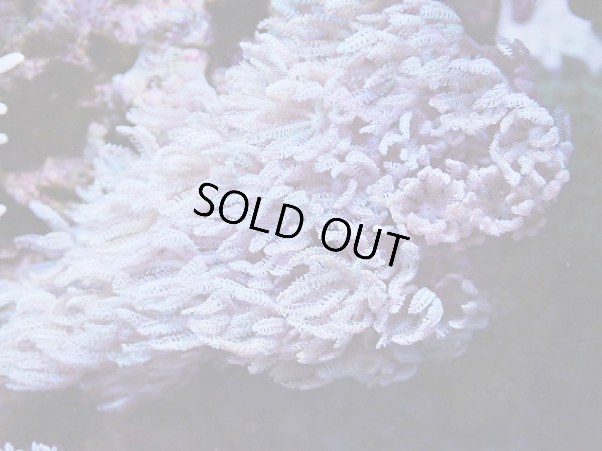 画像2: No.1　沖縄産　ウミアザミsp　　【人気No.1】 (2)