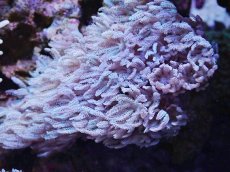 画像2: No.1　沖縄産　ウミアザミsp　　【人気No.1】 (2)