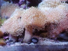 画像1: No.3　ウミキノコ　ホワイト系ポリプ １個 (1)