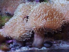 画像2: No.3　ウミキノコ　ホワイト系ポリプ １個 (2)