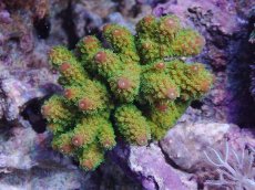 画像1: No.1 ユビミドリイシ　 (1)