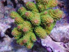 画像2: No.1 ユビミドリイシ　 (2)