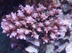 画像1: No.2 浅場ミドリイシ　 (1)