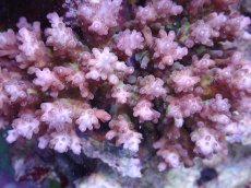 画像2: No.2 浅場ミドリイシ　 (2)