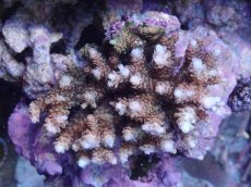 画像1: No.3 浅場ミドリイシ　 (1)