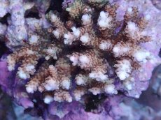 画像2: No.3 浅場ミドリイシ　 (2)